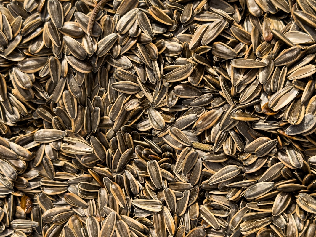Cereali integrali: avena, orzo, farro e riso integrale